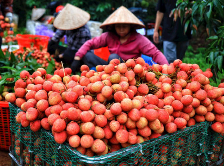 “Hành trang” cho nông sản Việt vươn xa ra thế giới